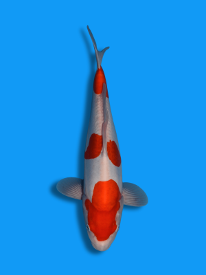 Sandan Doitsu Kohaku | Koi&Co.